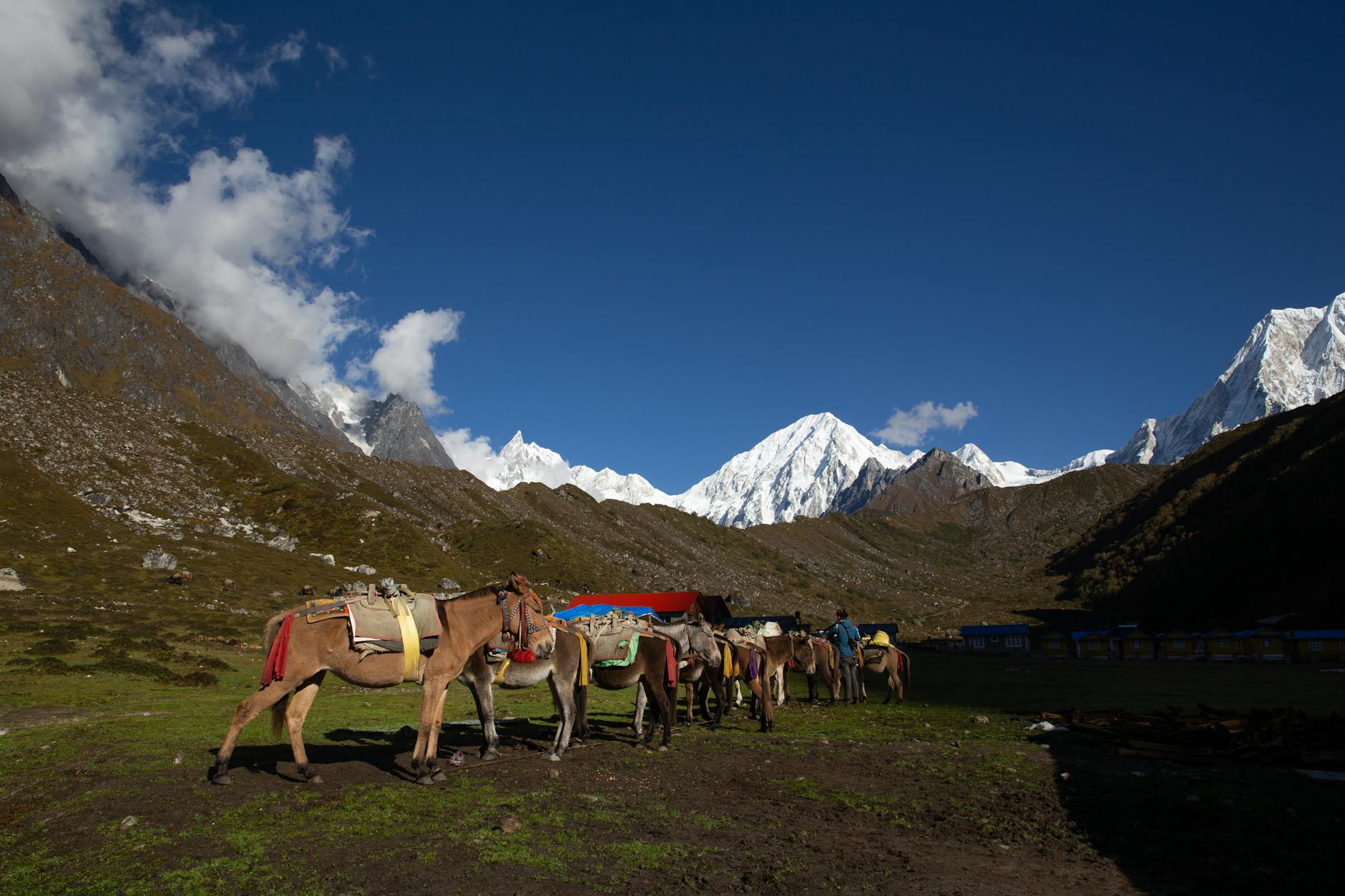 pack mules in the himalayan valley where shilajit is harvested